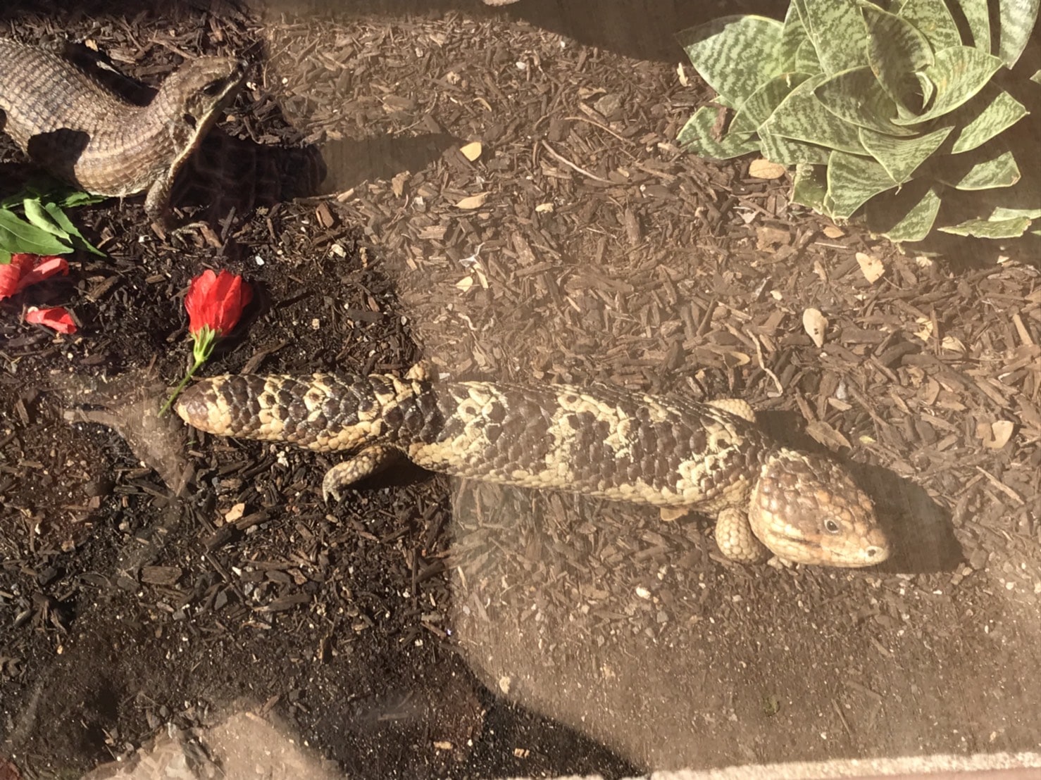 ツチノコ?